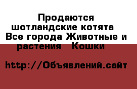 Продаются шотландские котята - Все города Животные и растения » Кошки   